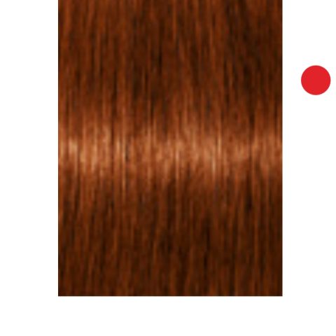 Tintura Igora Absolute 6-70